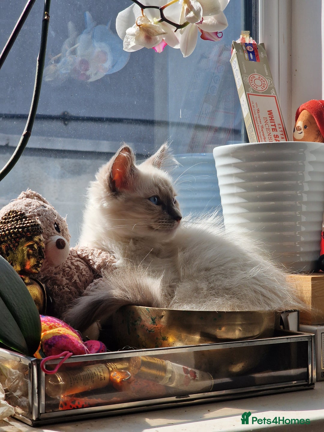 Ragdoll cats for sale: Meet Simon – the last of our Ragdoll trio - Image 1