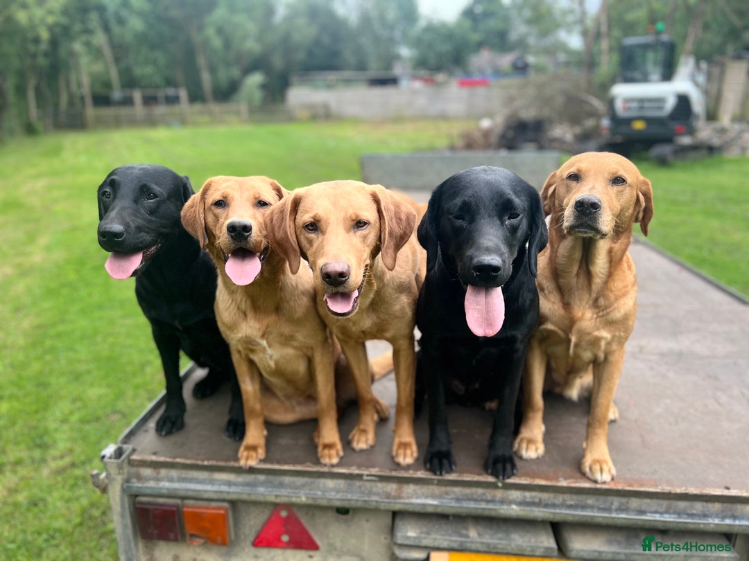 Mixed Breed poultry for sale: 🐶 KC Registered Fox Red Labrador Puppies 🐶 - Advert 13