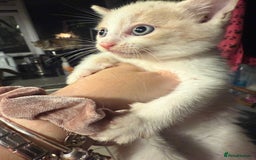 British Shorthair cats for sale: 2 girls +1 boy kitten ready to leave straight away - Image 1