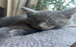 Russian Blue cats for sale: Russian blue boy cross bengal grey - Image 10