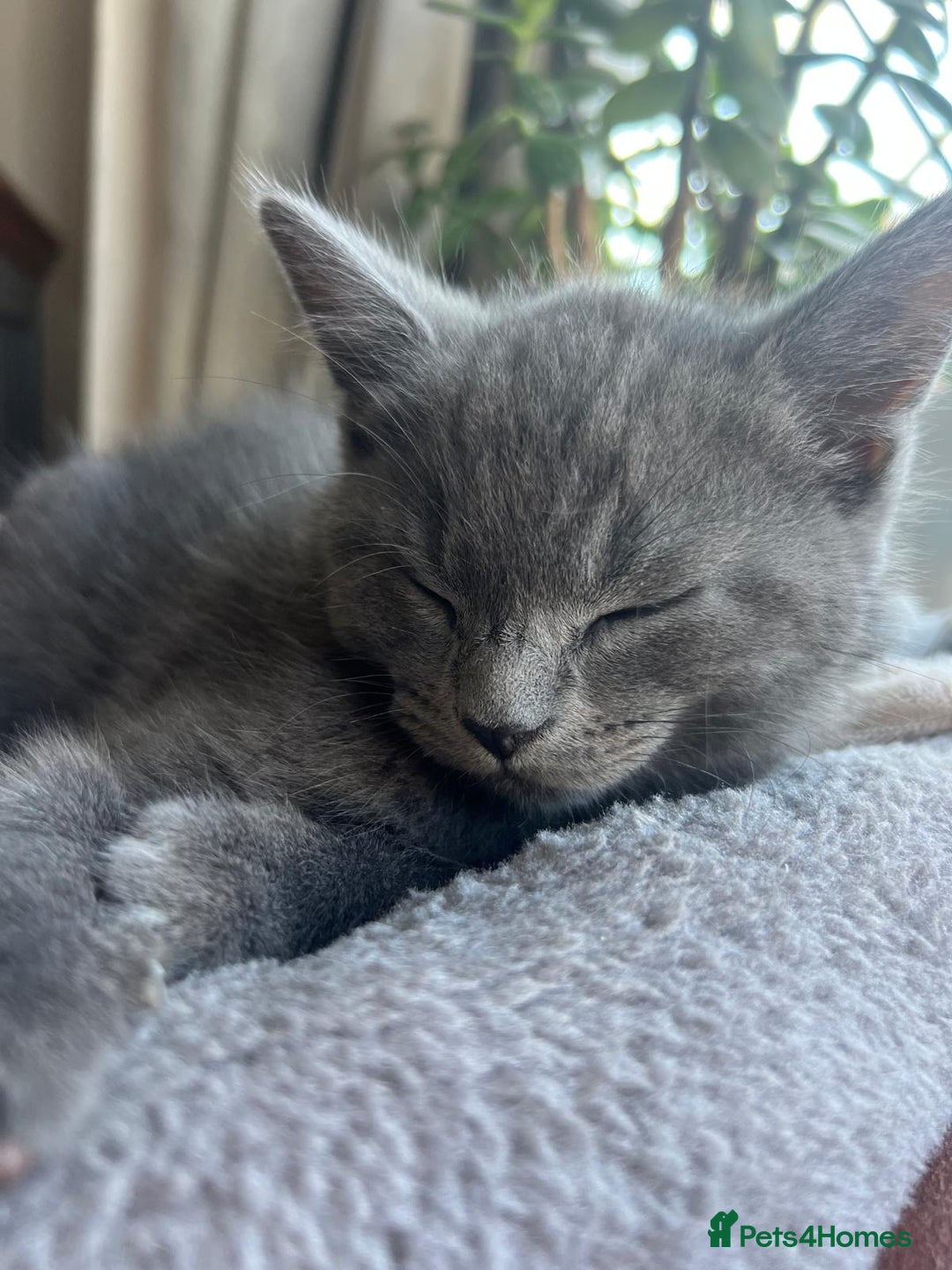 Russian Blue cats for sale: Russian blue boy cross bengal grey - Image 10