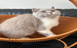 British Shorthair cats for sale: Beautiful British Shorthair Kittens - Advert 6