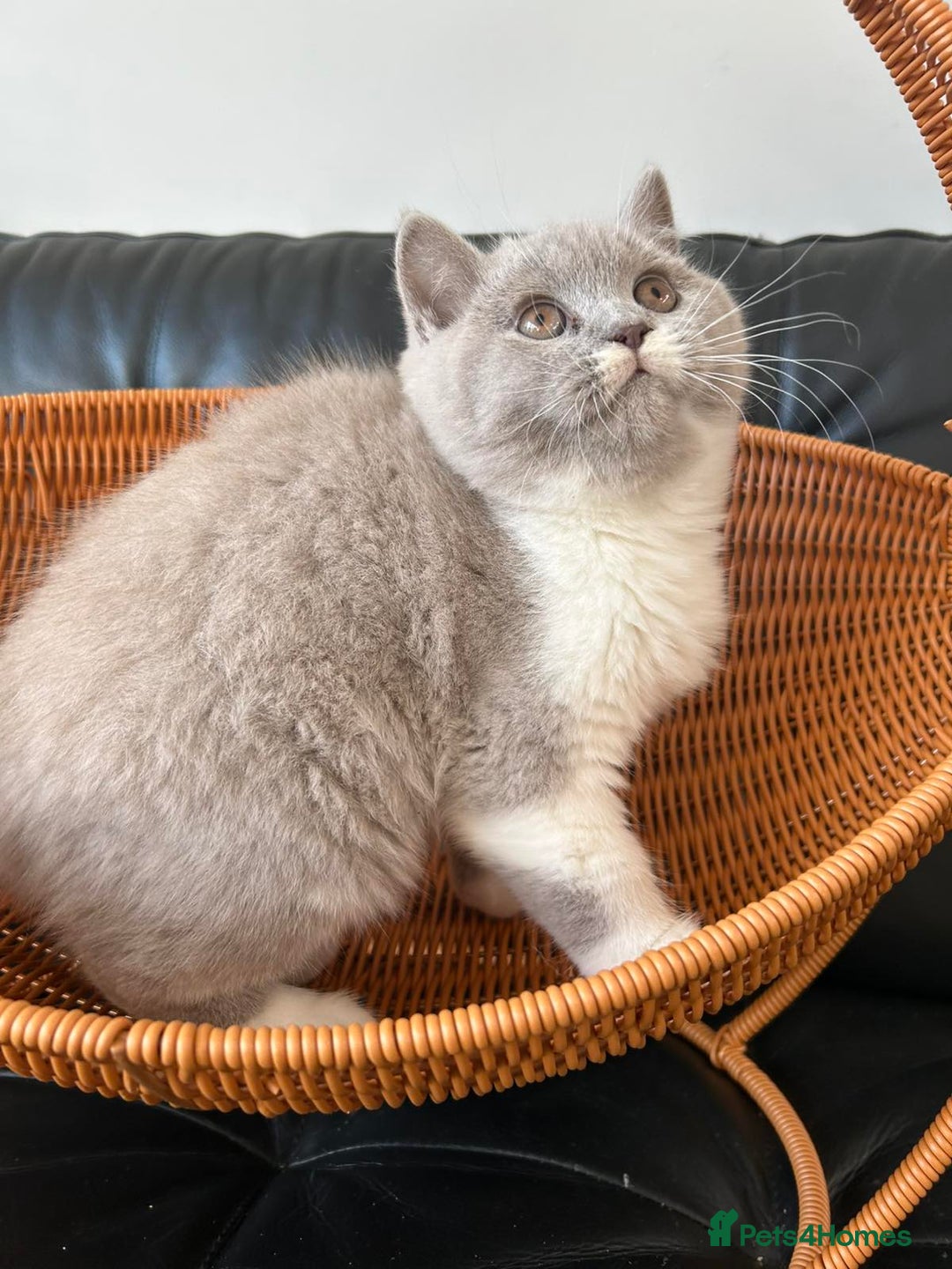 British Shorthair cats for sale: Beautiful British Shorthair Kittens - Advert 6