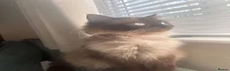 Ragdoll cats for sale: Chocolate ragdoll - Advert 5