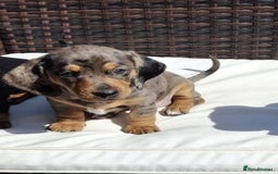 Dachshund dogs for sale: Dachshund puppies 🐶  - Image 13