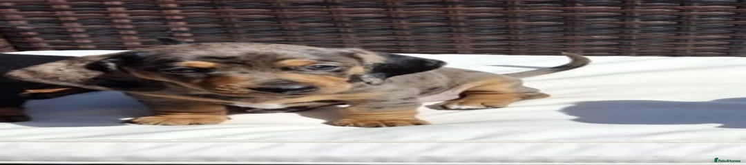 Dachshund Puppy 2