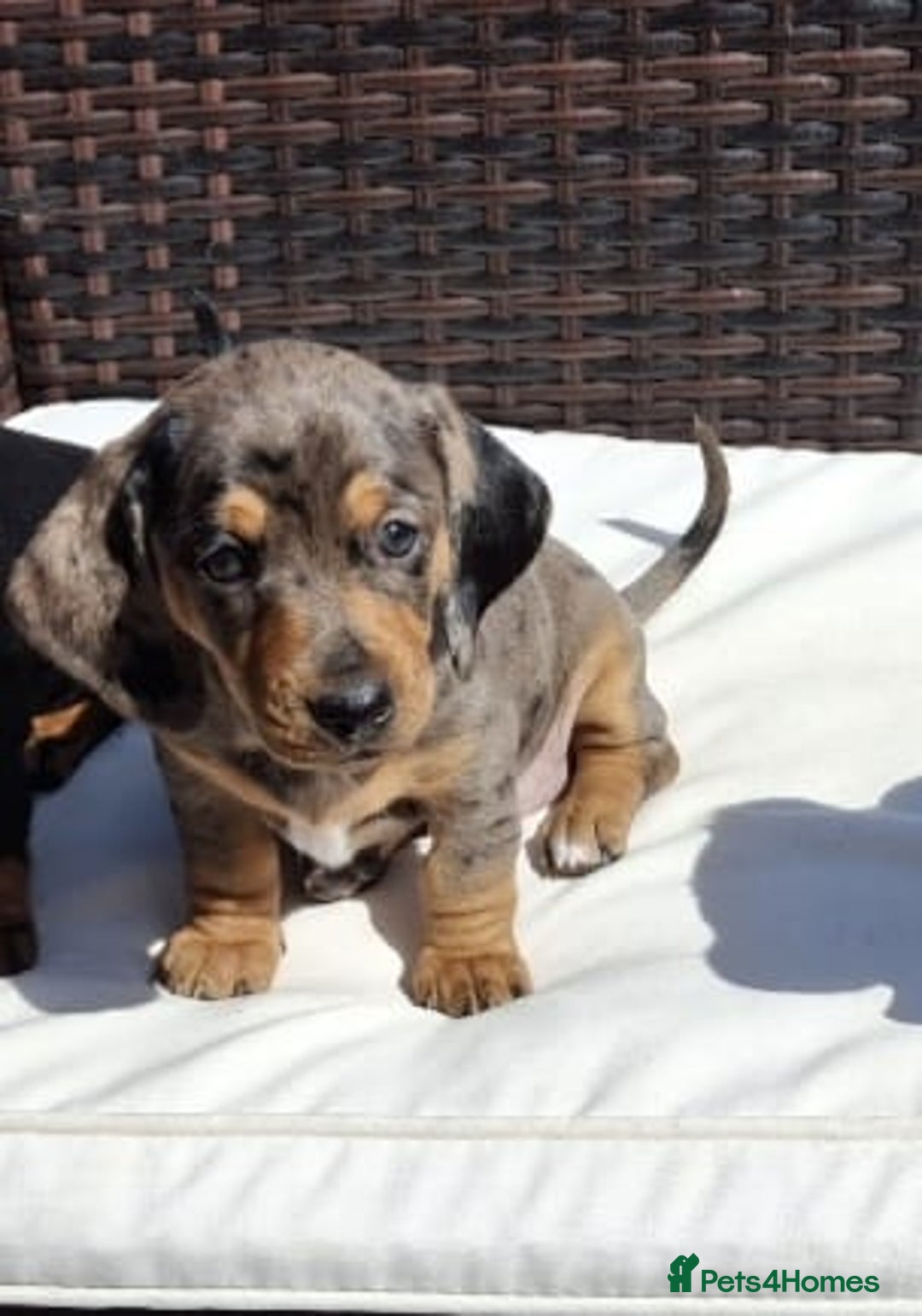 Dachshund dogs for sale: Dachshund puppies 🐶  - Image 13