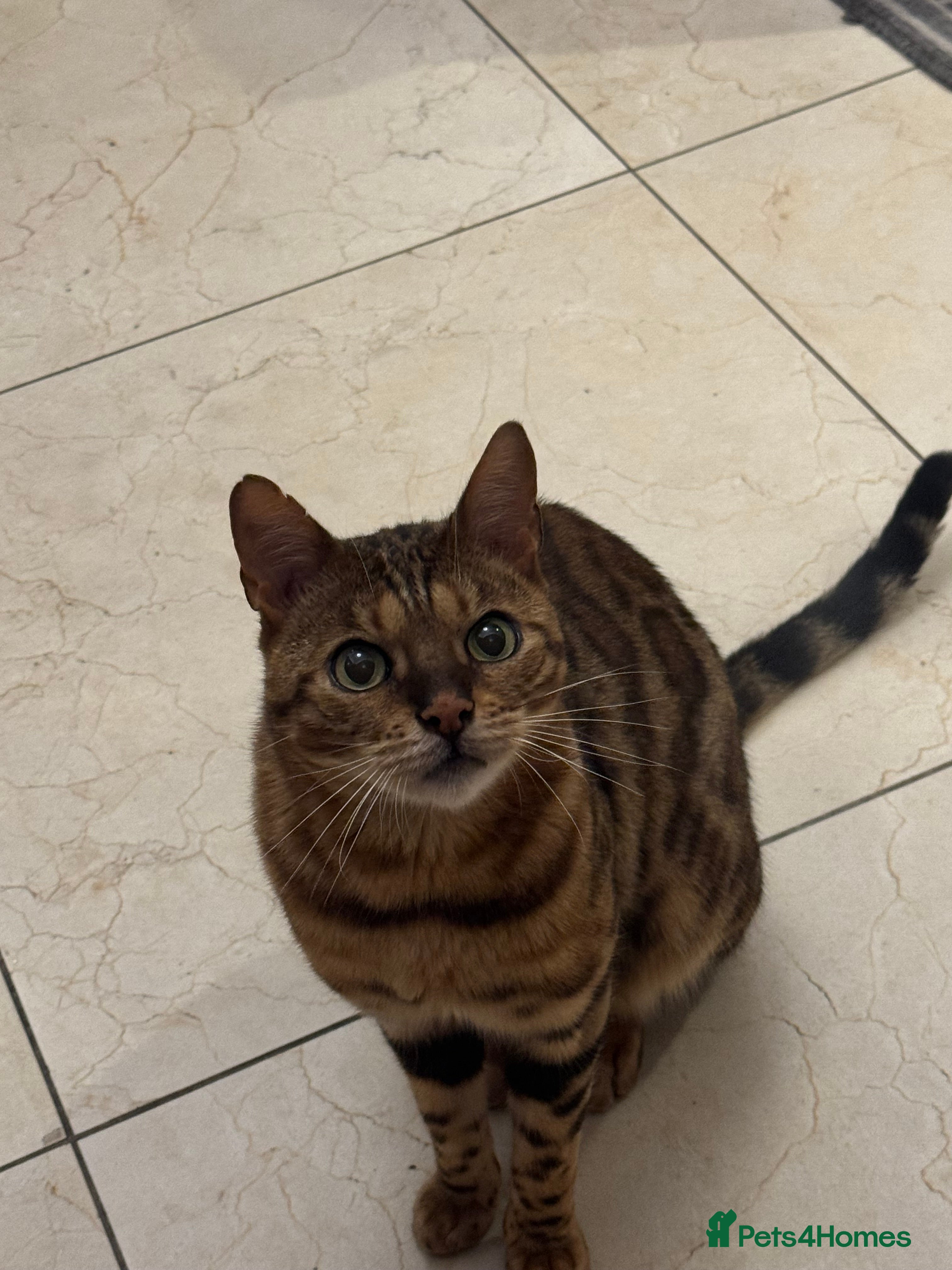 Bengal cats Loving needy bengal cat - Advert 12