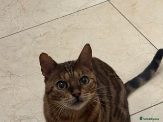 Bengal cats Loving needy bengal cat - Advert 11