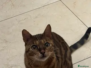 Bengal cats Loving needy bengal cat - Advert 8