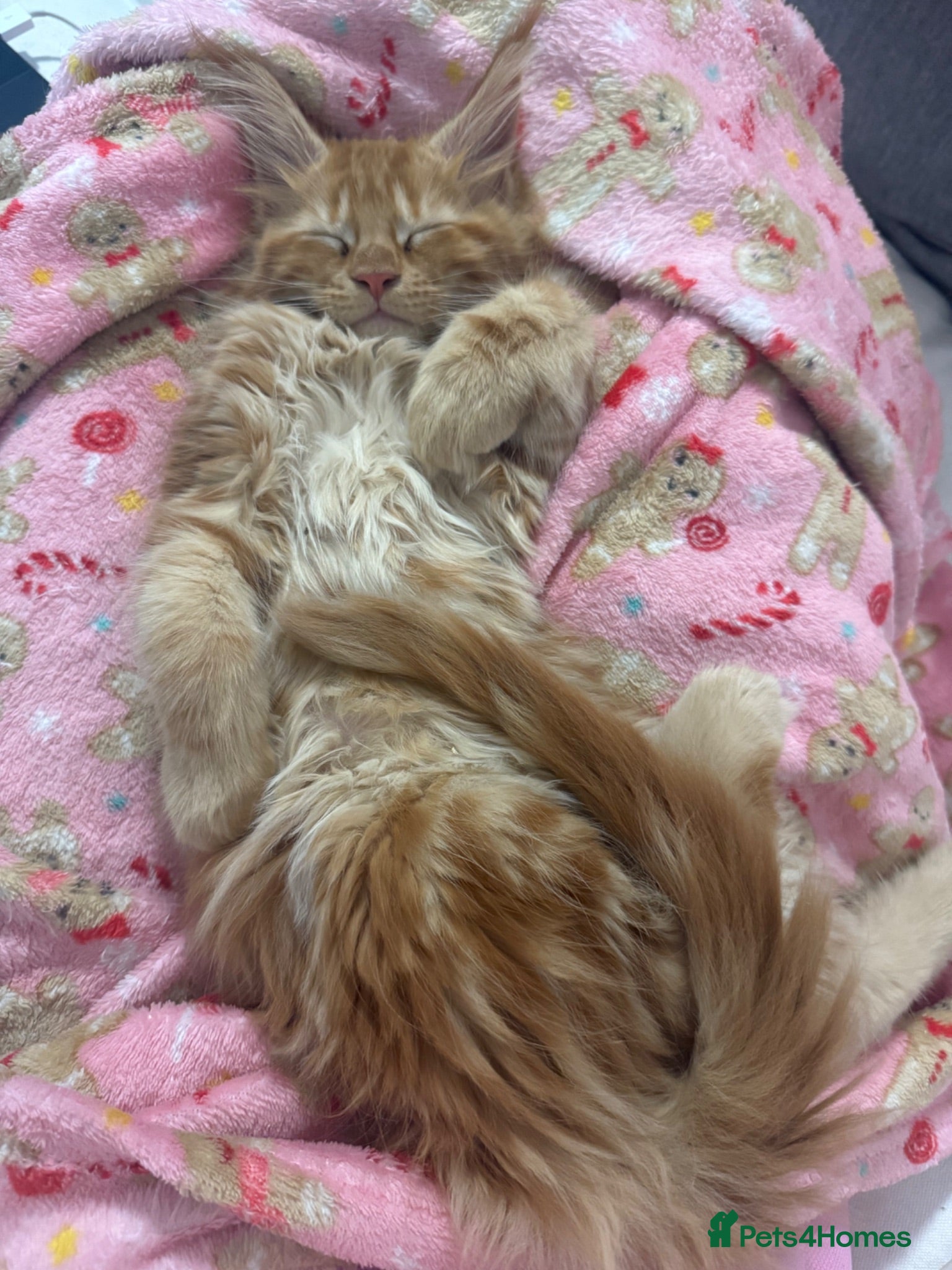 Maine Coon cats One ginger mainecoon left   - Advert 2