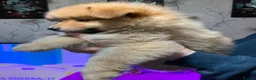 German Spitz dogs for sale: Mr Paul McFadden  in Stoke-on-Trent - Advert 10