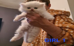 Persian cats for sale: Beautiful Persian X BSH Kittens  - Image 14