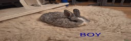 Mixed Breed rabbits for sale: 4 Beautiful minilop/lop baby rabbits 1 boy 3 girls - Advert 3