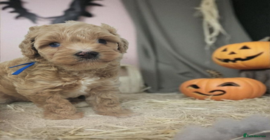 Cavapoo dogs - Advert 7