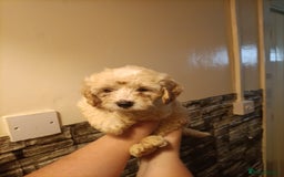 Maltipoo dogs for sale: Gorgeous apricot shade teddy bear MALTIPOO puppies - Image 23