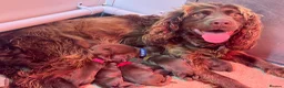 Cocker Spaniel dogs for sale: Kennel club working cocker spaniels  - Advert 16