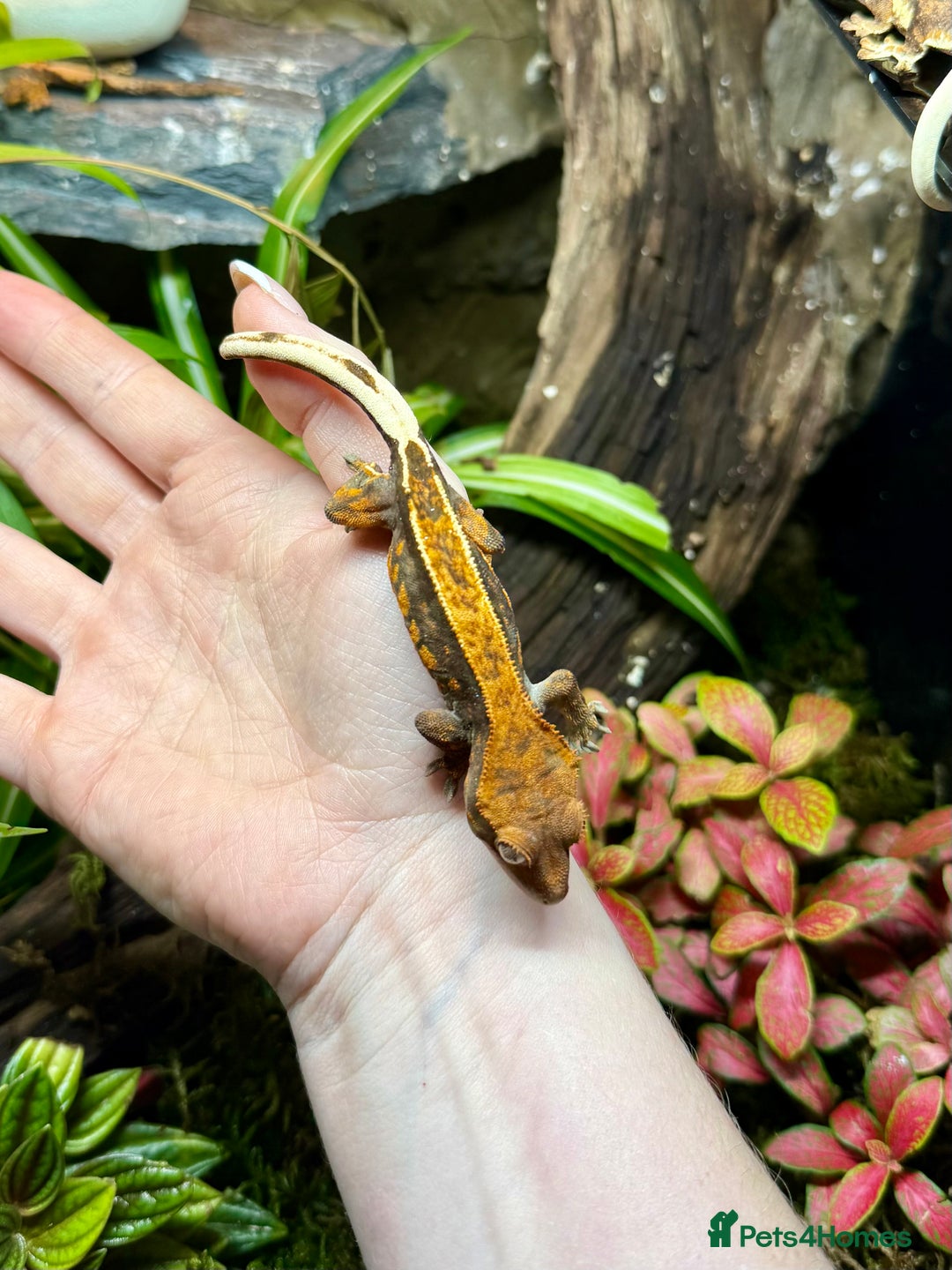 Lizard reptiles for sale: Mixture of Crested Geckos - Advert 14