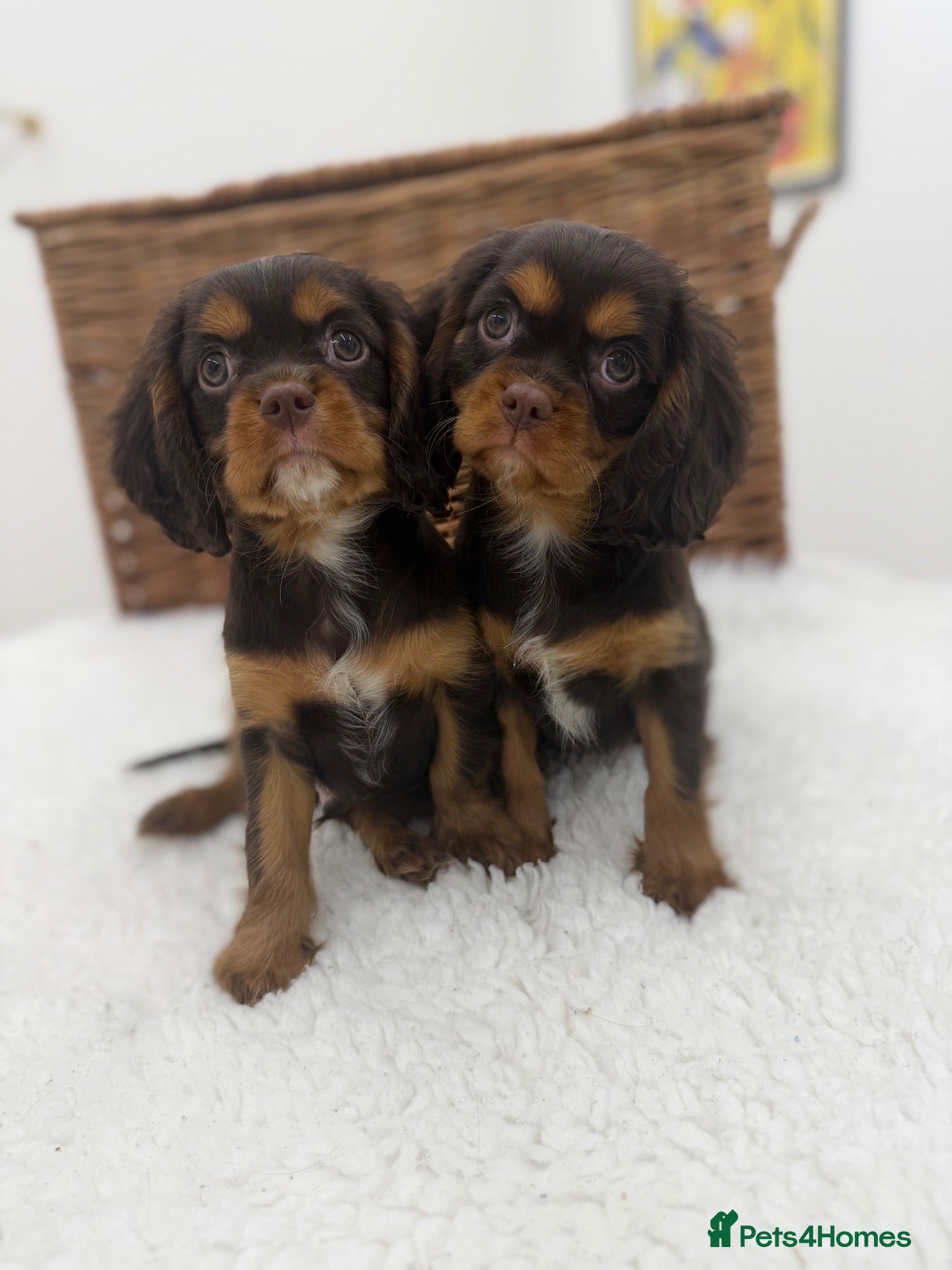 Cavalier King Charles Spaniel dogs Chocolate and Tan E ** t health tested puppies  - Advert 1