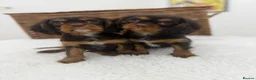 Cavalier King Charles Spaniel dogs for sale: Chocolate and Tan E ** t health tested puppies  - Advert 1