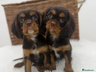 Cavalier King Charles Spaniel dogs Chocolate and Tan E ** t health tested puppies - Advert 1