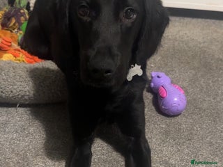 Labrador Retriever dogs Labrador retriever - Advert 4