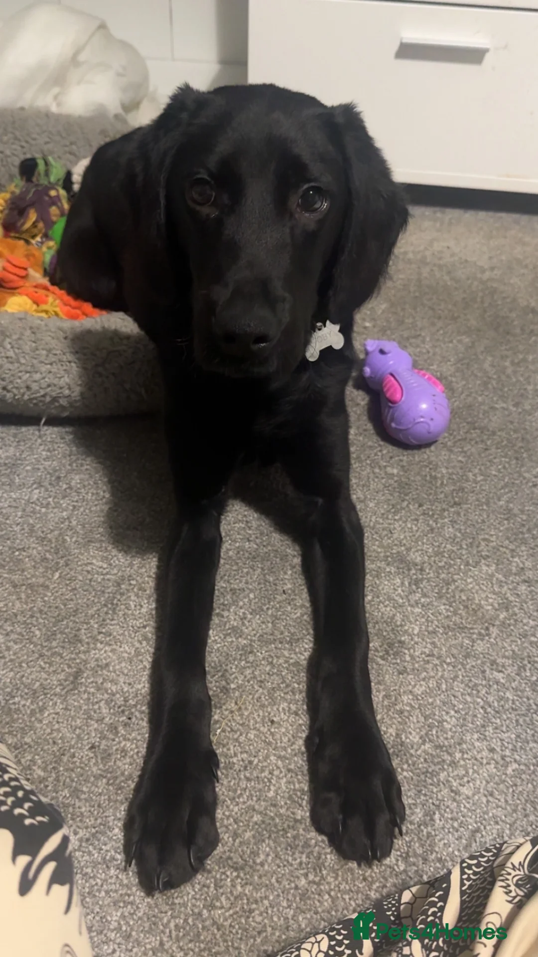 Labrador Retriever dogs for sale: Labrador retriever  - Advert 1