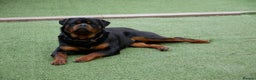 Rottweiler dogs for stud: BEAUTIFUL OLD TYPE BIG BONED ROTTIE! For stud in Mansfield - Advert 37