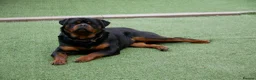 Rottweiler dogs for stud: BEAUTIFUL OLD TYPE BIG BONED ROTTIE! For stud in Mansfield - Advert 37
