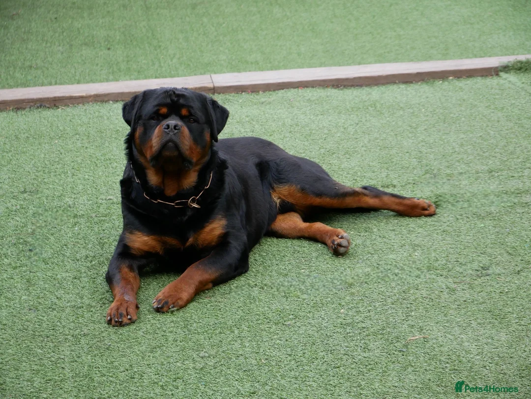 Rottweiler dogs for stud: BEAUTIFUL OLD TYPE BIG BONED ROTTIE! For stud in Mansfield - Advert 37