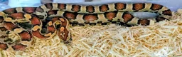Corn Snake reptiles for sale: YOUNG / ANERY CORN SNAKE - Advert 1