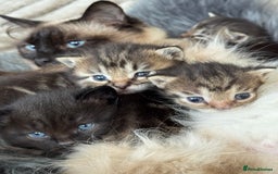 Munchkin cats for sale: Munchkin x Ragdoll Kittens For Sale ❤️ - Image 2