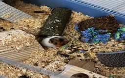 Hamster rodents for sale: Male Syrian Hamster - Image 3