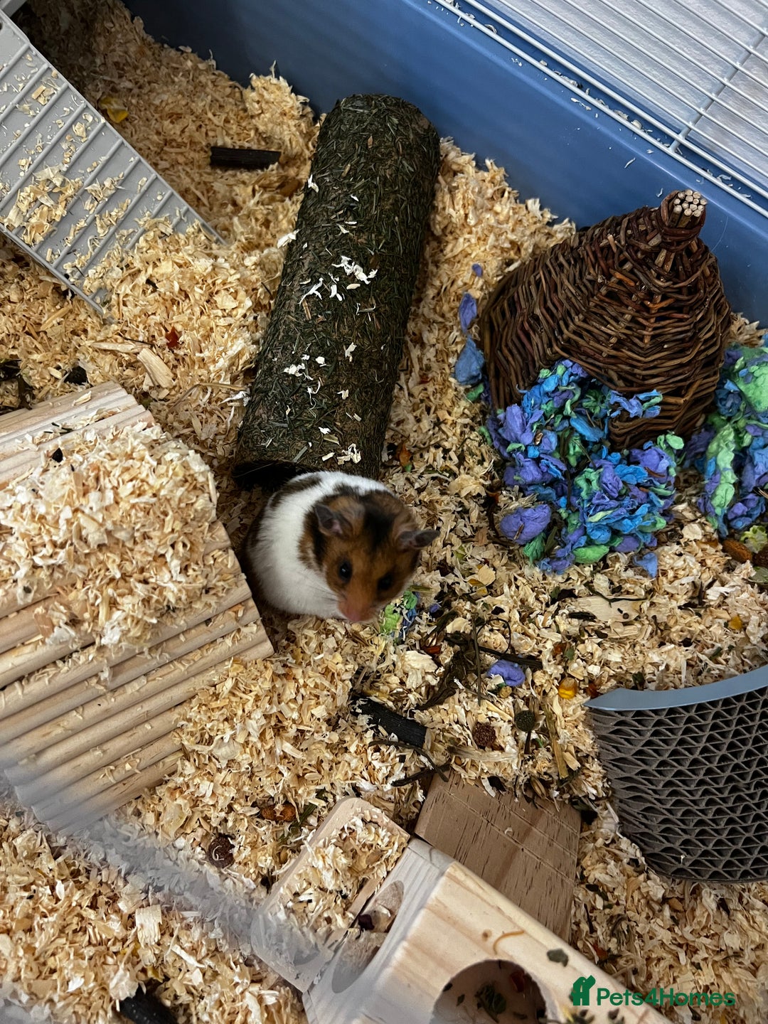 Hamster rodents for sale: Male Syrian Hamster - Image 3