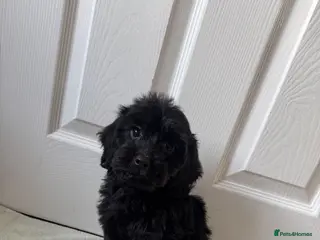 Cockapoo dogs F1 cockapoo puppies - Advert 1