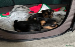 Yorkshire Terrier dogs for sale: Puppy  - Image 2