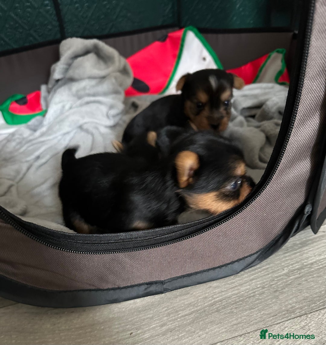 Yorkshire Terrier dogs for sale: Puppy  - Image 2