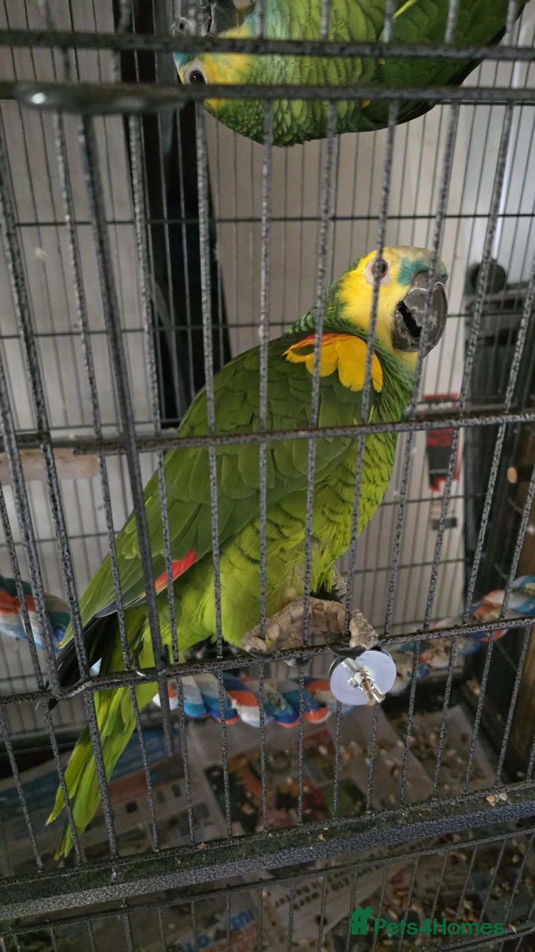 Parrots birds for sale: Amazon blue fronted parrots in Edgware - Advert 2