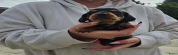 Miniature Dachshund dogs for sale: Miniature dachshund puppies  - Advert 15