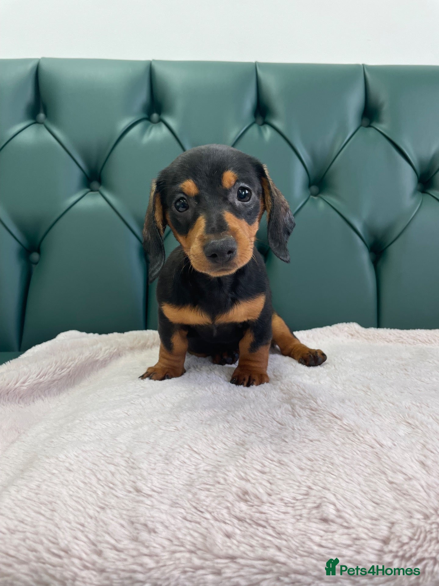 Miniature Dachshund dogs 5⭐️Licensed. PRA clear mini daxis - Advert 1