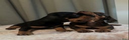 Dachshund dogs for sale: 2 GORGEOUS DAPPLE DACHSHUNDS  - Advert 2