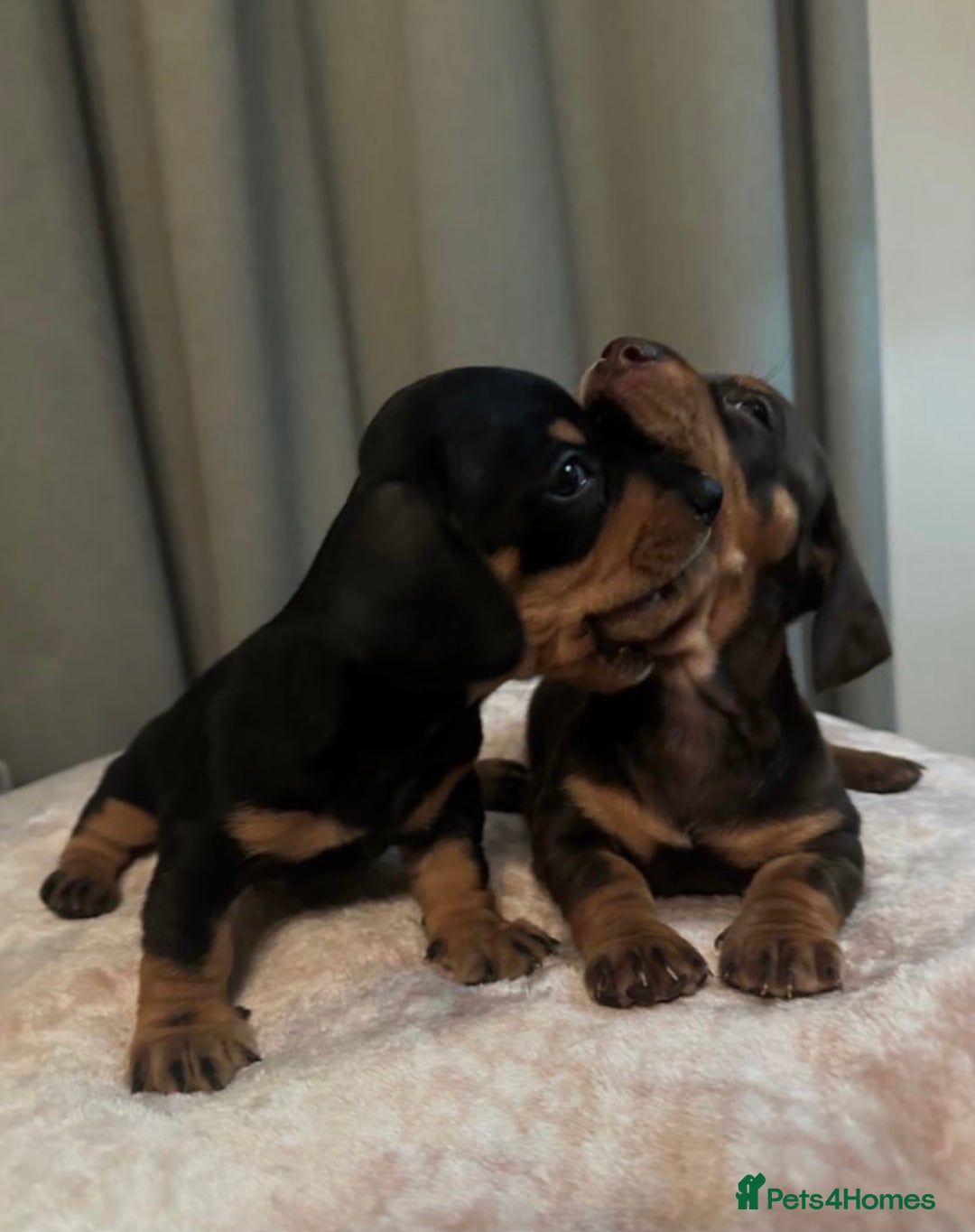 Dachshund dogs for sale: 2 GORGEOUS DAPPLE DACHSHUNDS  - Advert 2
