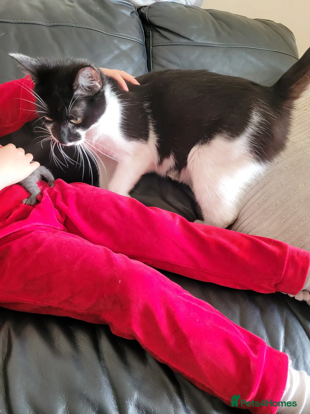 Mixed Breed cats for sale: Mixed breed kittens l in Gosport - Advert 2