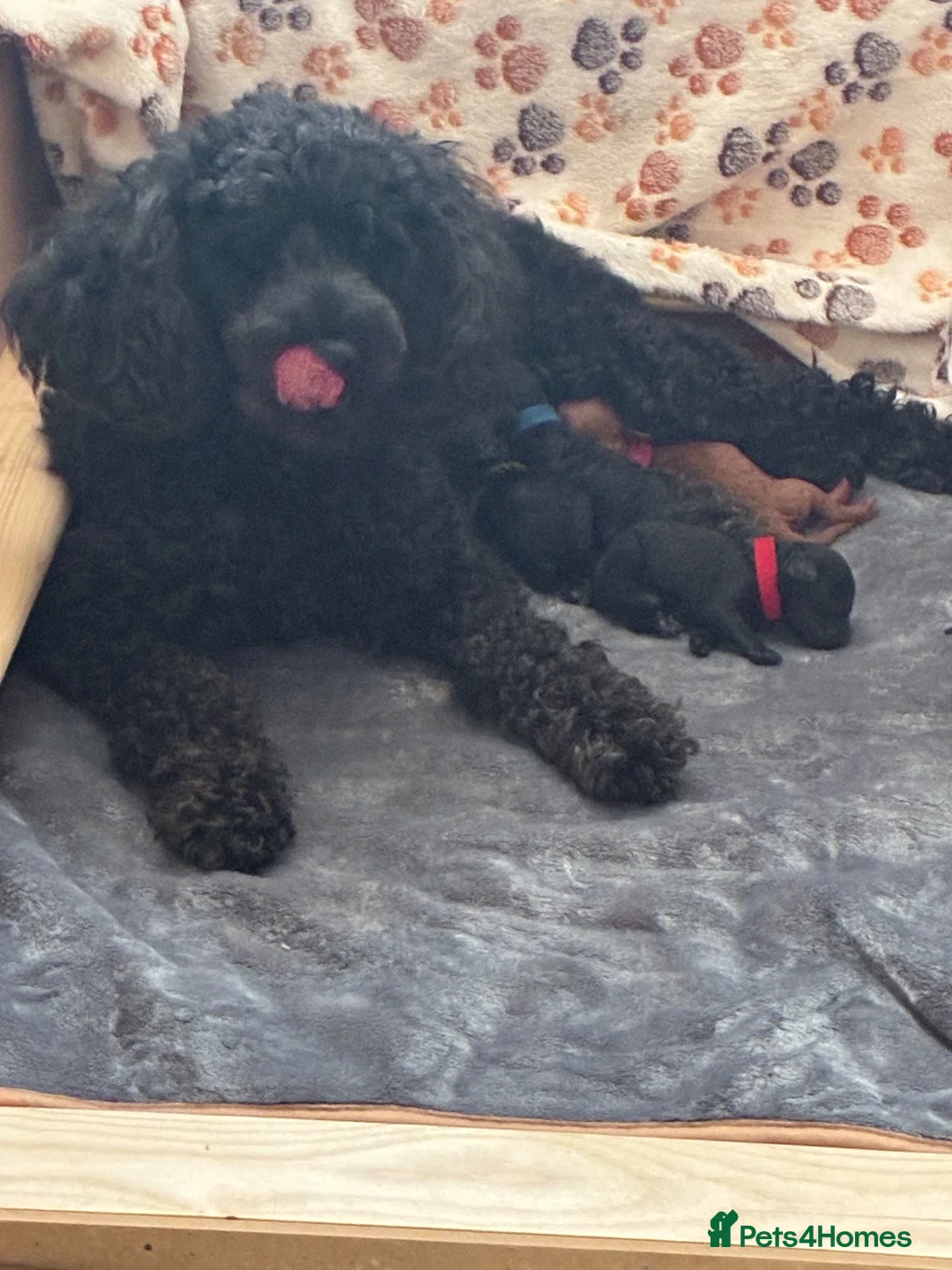 Miniature Poodle dogs for sale: KC registered miniature Poodle - Advert 2