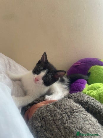 Mixed Breed cats - Advert 7