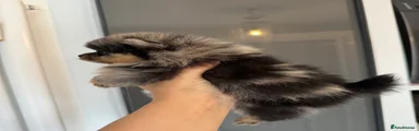 Pomeranian 3