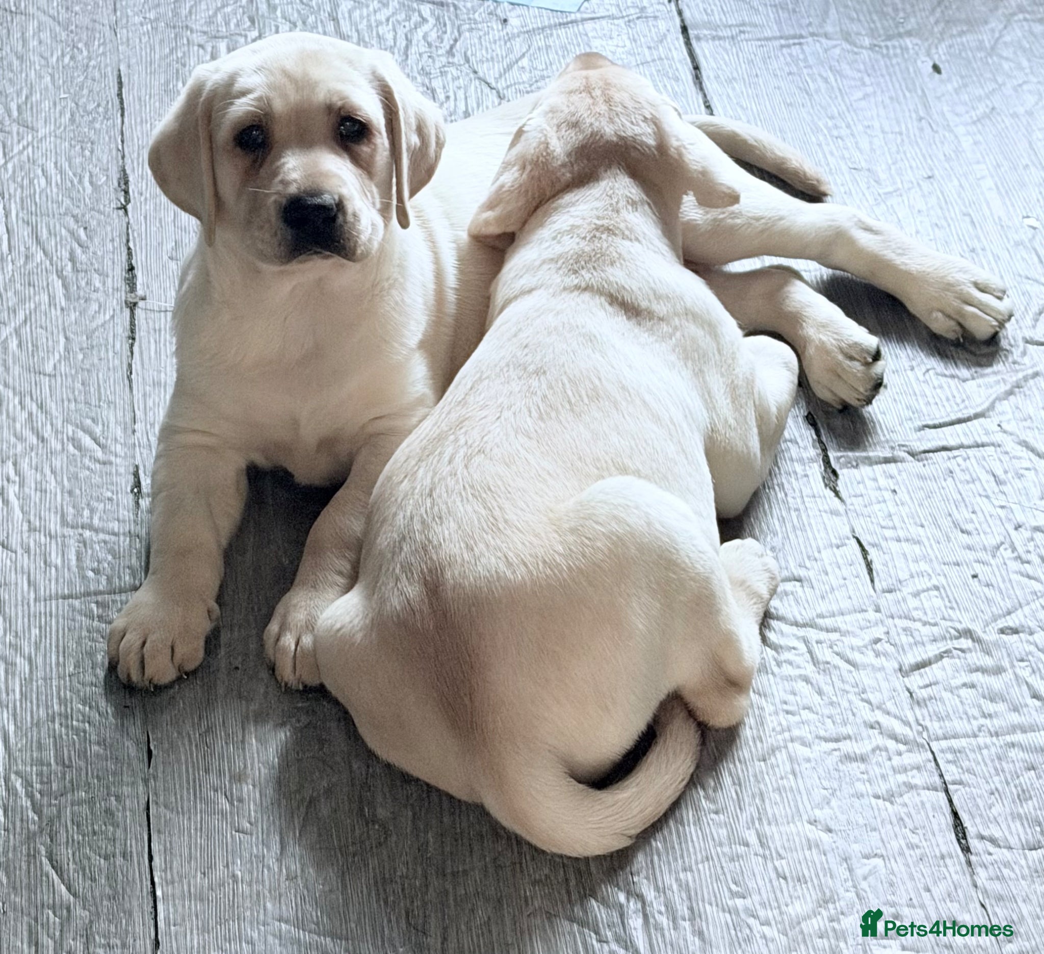 Labrador Retriever dogs Ready to go Labrador puppies /male ❤️🐾 - Advert 13