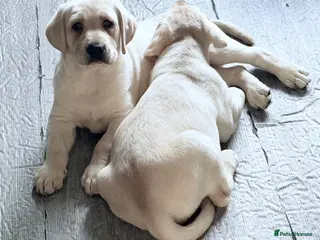 Labrador Retriever dogs Ready to go Labrador puppies /male ❤️🐾 - Advert 13
