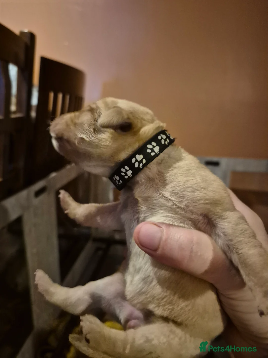 Labrador Retriever dogs for sale: KC Registered Pedigree Labrador Retriever Puppies - Advert 15