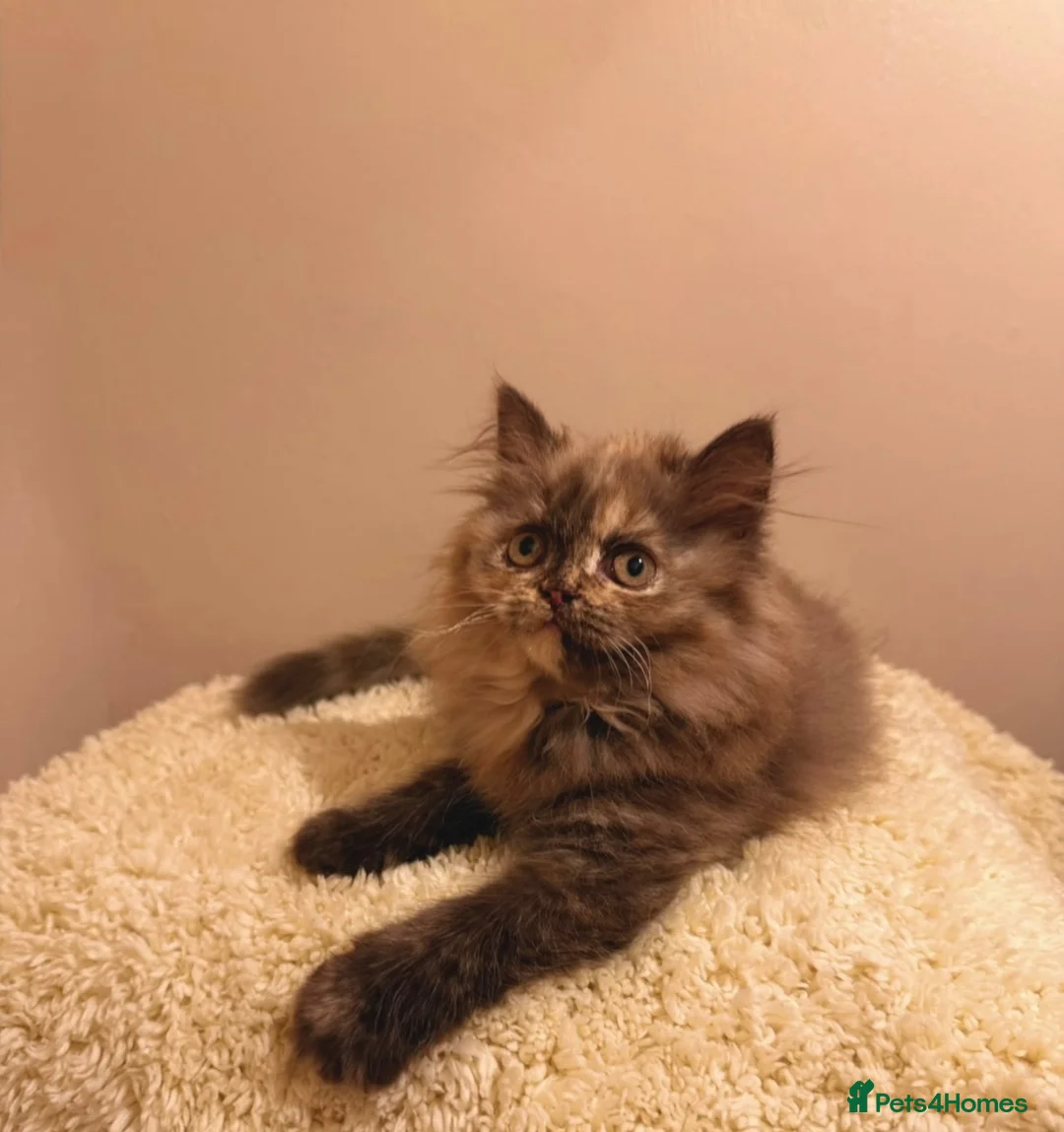 British Shorthair cats for sale: Incredible chocolate British-longhair kitten - Advert 2